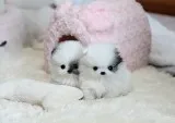 Beautiful pomeranian puppies puppies 