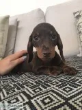 Miniature dachshund puppies