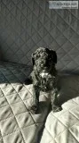  affordable goldendoodles