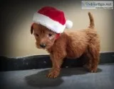 ❤🌲f1 dark red micro female