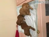 Goldendoodles just in time for christmas