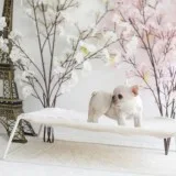 French bulldog