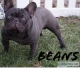 Akc chocolate french bulldog for stud