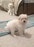 Mini goldendoodle puppies