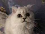 Chinchilla silver persian male