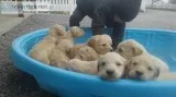 Beautiful litter of goldendoodles 