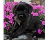 Dogs and puppies