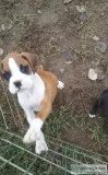Dogs and puppies