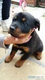 Dogs and puppies
