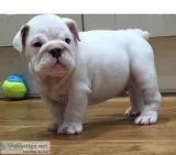 Dogs and puppies