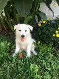 Dogs and puppies