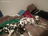 Dogs and puppies