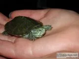 Baby turtle (yellow belly slider)