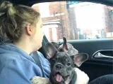 French bulldog puppies 