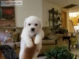 Puppies for sale 