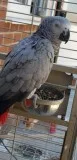 Yo congo african grey parrot~rehoming