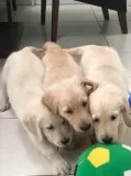 Irish goldens for sale