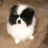 Pomerania puppies avialable