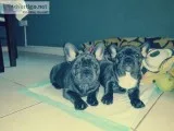 Beautiful healthy happy frenchies