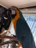 Blue and gold super tame