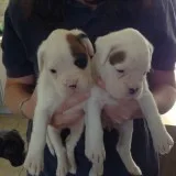 Brindle white boxer bitches