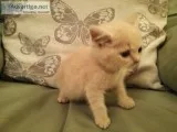 British shorthair blue kittens