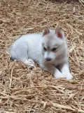 Siberian husky puppies