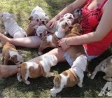 Akc english bulldog puppies 50% off