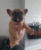 Akc quality french bulldog puppy for fre