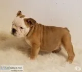 English bulldogs for rehoming