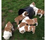 Akc registered english bulldog puppies
