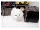 Top quality registered pomeranian