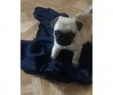 Baby pug