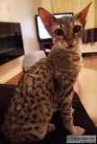 Savanah kittens for sale