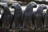 African grey parrots for sale