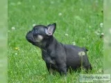 Home/raised akc french bulldog puppy for