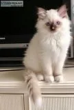 Ragdoll kittens