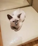 Beautiful siamese gccf registered kitten