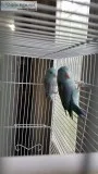 Adorable hand reared african grey baby