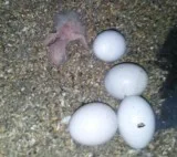 Birds for sale