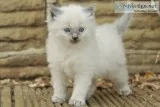 Litter of adorable gccf ragdoll kittens