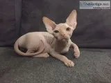 Bambino male odd eye sphynx kittens