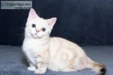 New years beautiful munchkin kittens