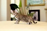 Bengal kittens little leopards for sale