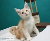 Pedigree maine c--n kittens for sale