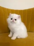 White persian chinchilla kittens