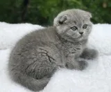 Scottish fold kittens for sale 