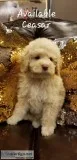 Moyen poodles