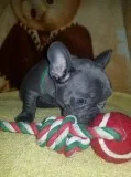 Super blue french bulldog pups