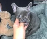 Blue m/f french bulldog pups